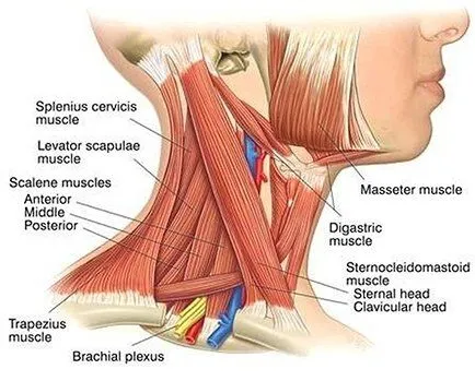 Thoracic Outlet Syndrome-2
